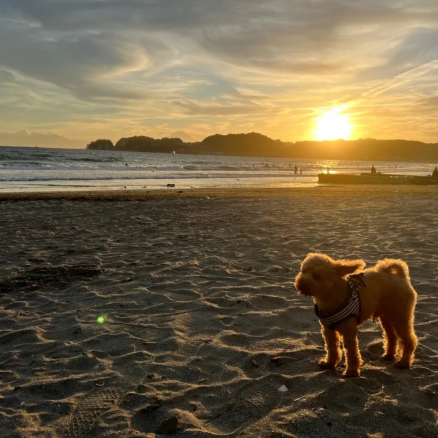 Chewie, the @roppongirocks hellhound, is busy chasing girls on Zaimokuza Beach.
